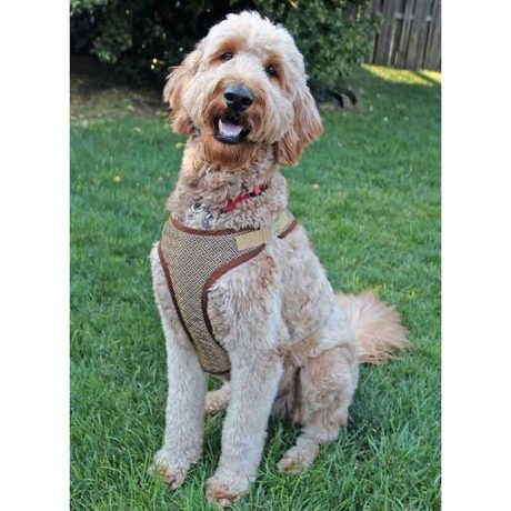 S9664 Dog Harness in Sizes S-M-L and Leash with Trim Options