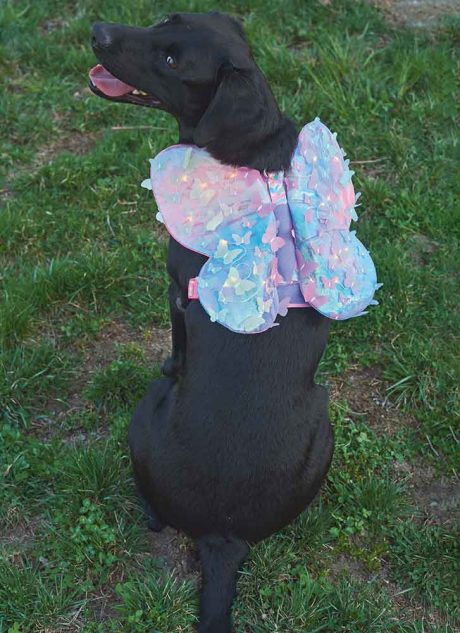 S9875 Dog Harness with Wings by Carla Reiss Design