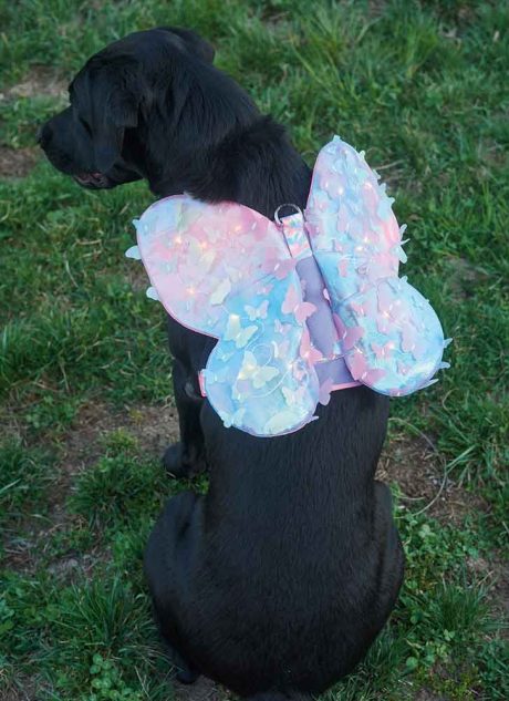 S9875 Dog Harness with Wings by Carla Reiss Design